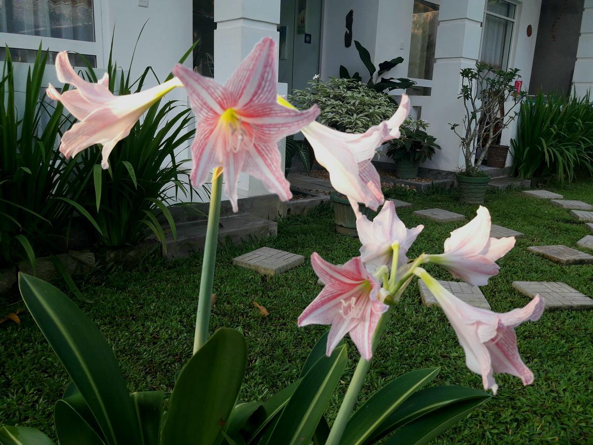 Villa Olga Unawatuna Kültér fotó